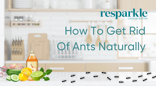 How To Get Rid Of Ants Naturally
